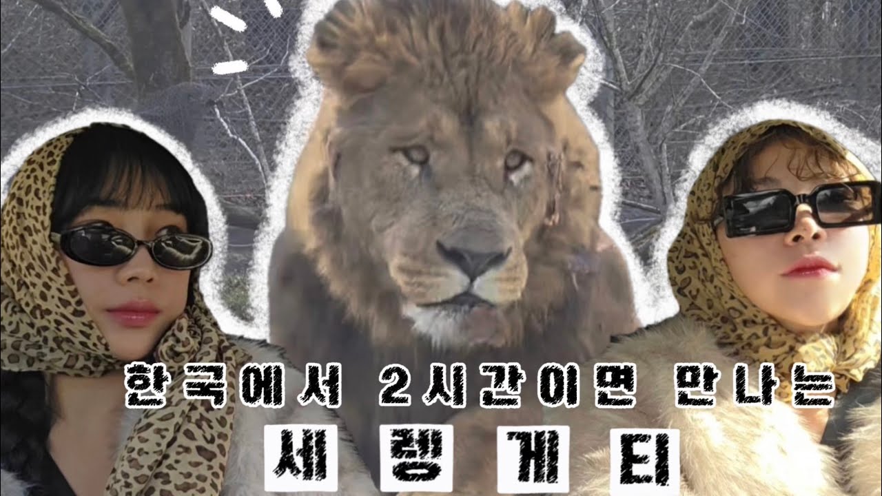 시즈오카 여행 ep2. 한국에서 2시간이면 가는 세렝게티? 시즈오카 사파리 현실