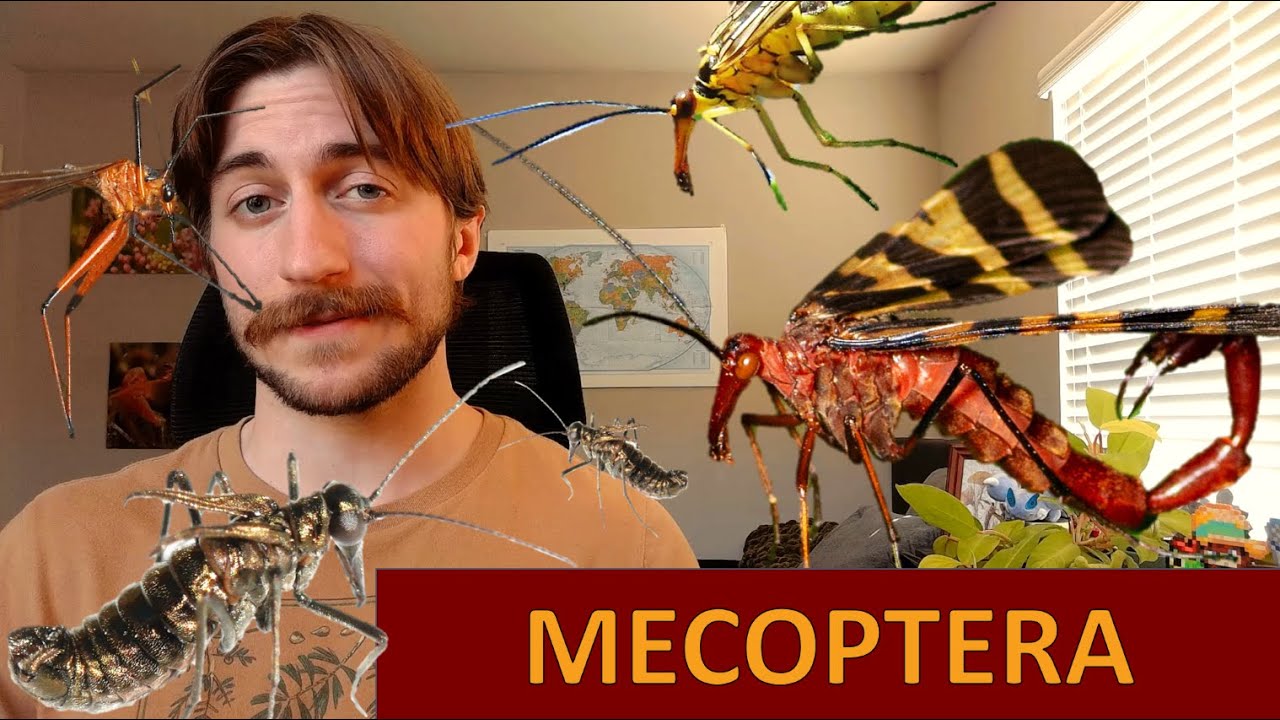 Mecoptera: Скорпионницы — заказ в центре внимания