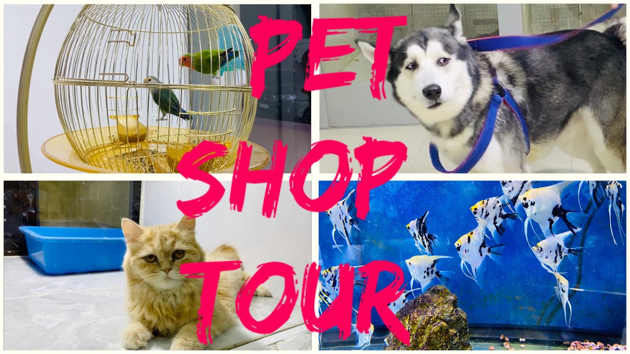 Pet Shop Tour | Pet Shops in Riyadh | Pet Oasis| Cute Cat | Malaz Pet Shop Street