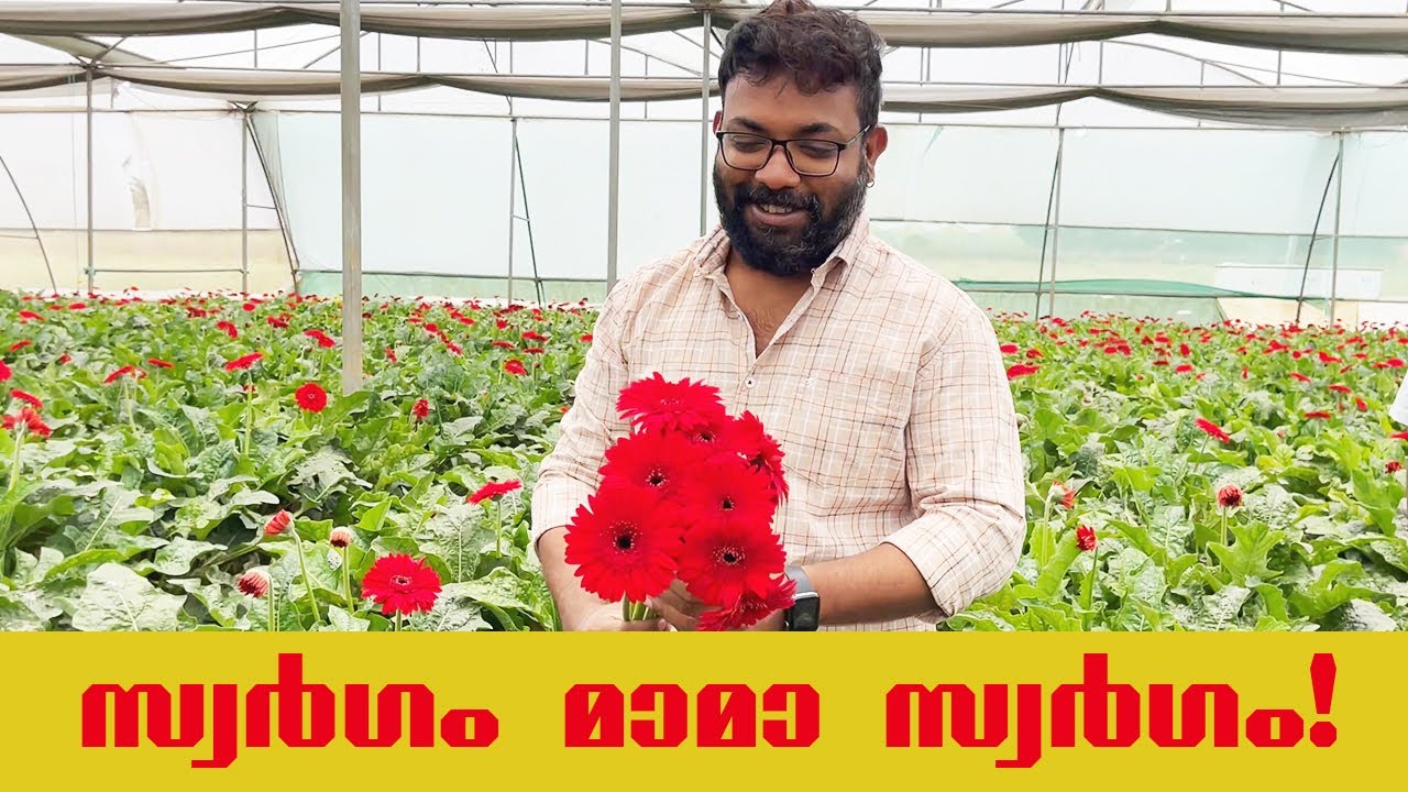 Visit to Gerbera Farm | Gerbera Flowers | Flower Production Technique | Gerbera Farming Details