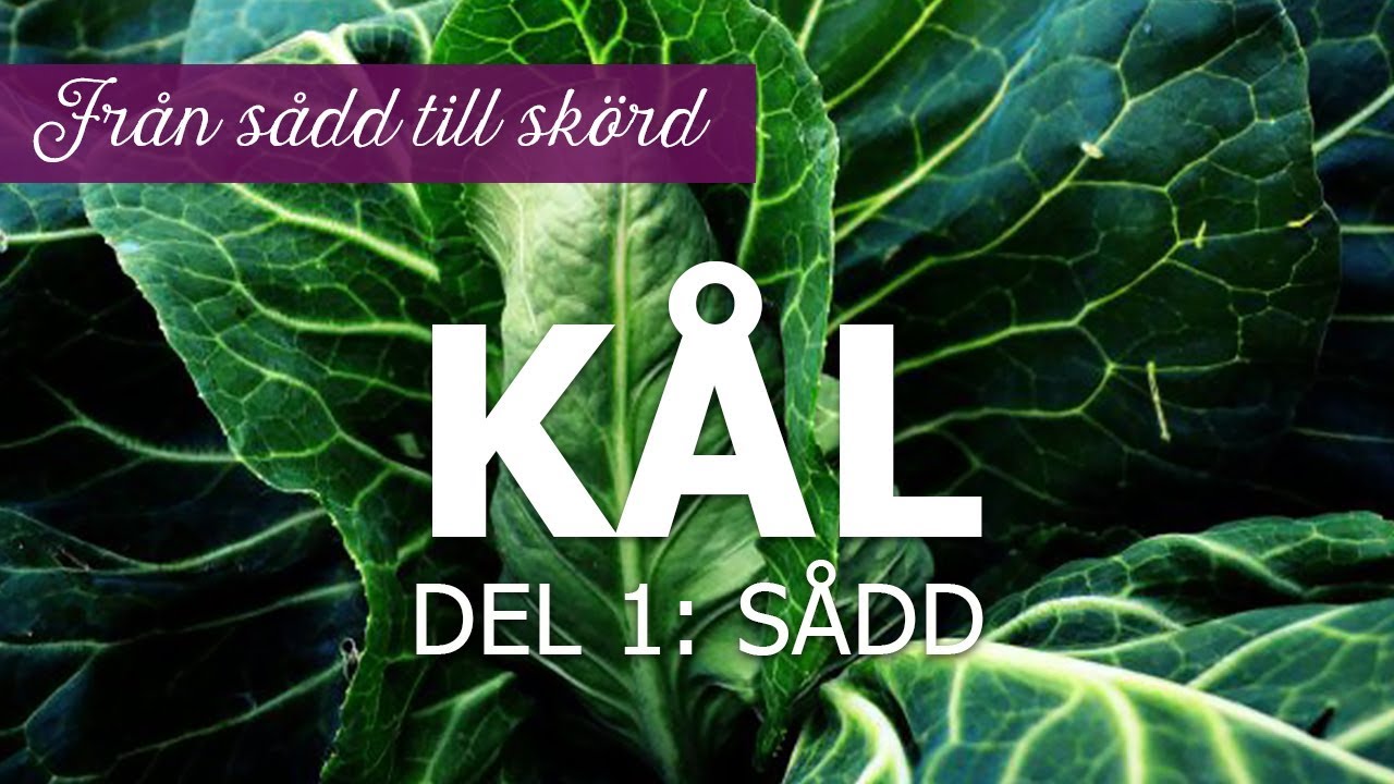 Kål från sådd till skörd – Del 1: sådd