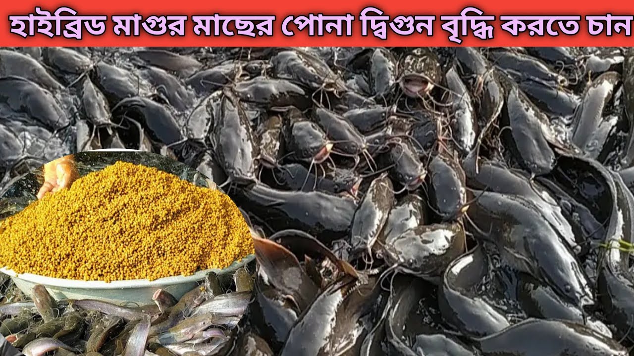 হাইব্রিড মাগুর মাছের বৃদ্ধি দ্বিগুণ করতে চান। এই ভিডিওটি দেখুন। খাদ্য তালিকা। বিশেষ টিপস।