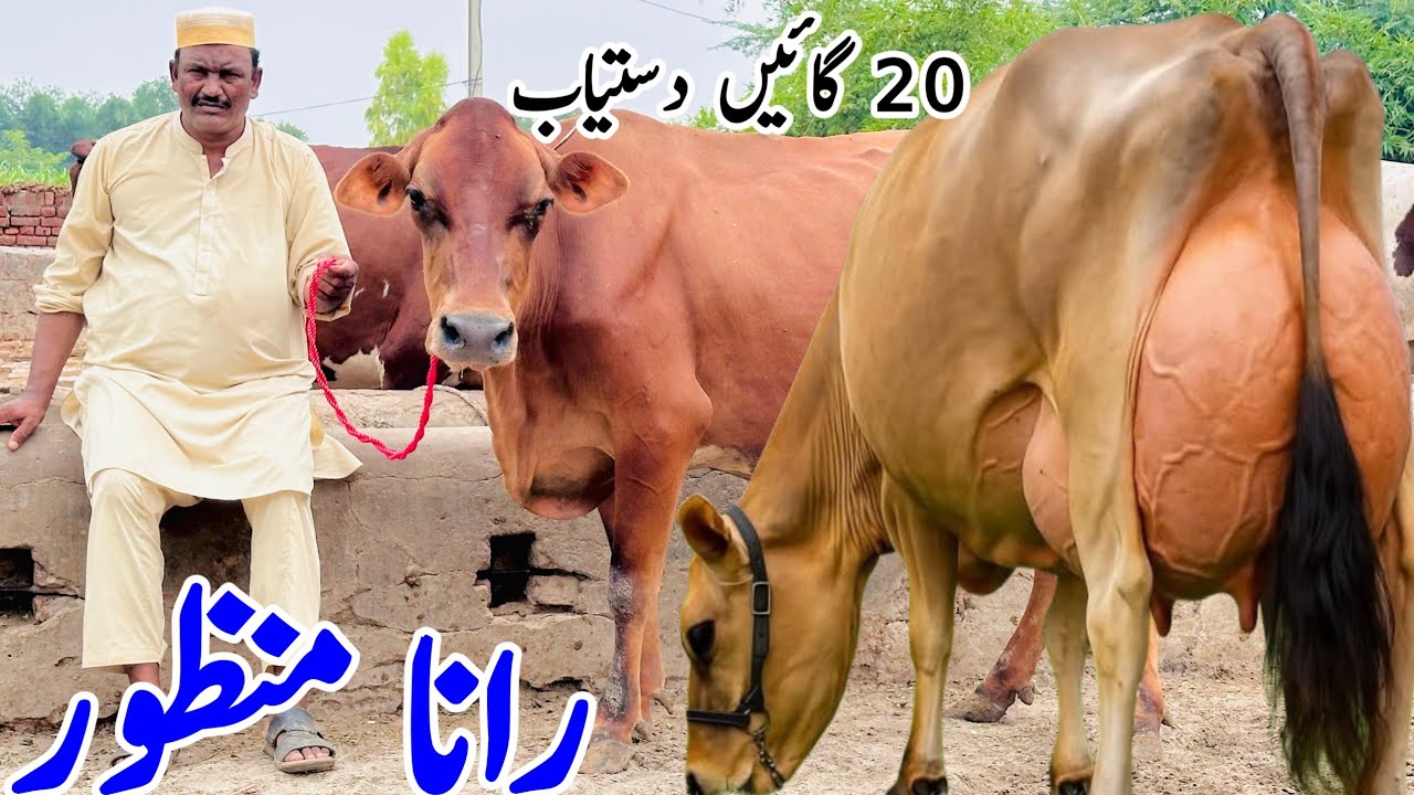 Rana Manzor | Jersey Cows | Australian Friesian Cross cows | 12 August 2025