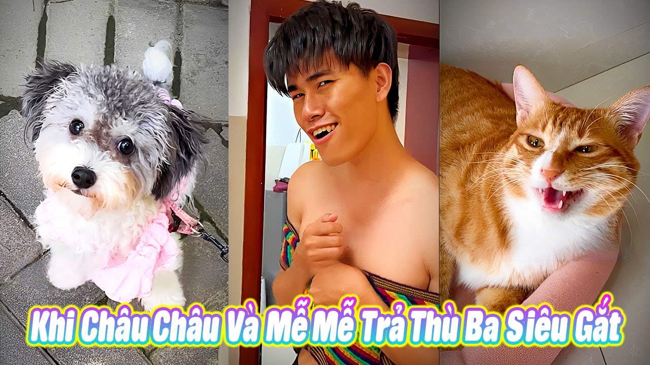 😼 Khi Châu Châu Và Mễ Mễ Trả Thù Ba Siêu Gắt #thúcưng #vậtnuôi #chómèohàihước #funny #pet #cat #cute