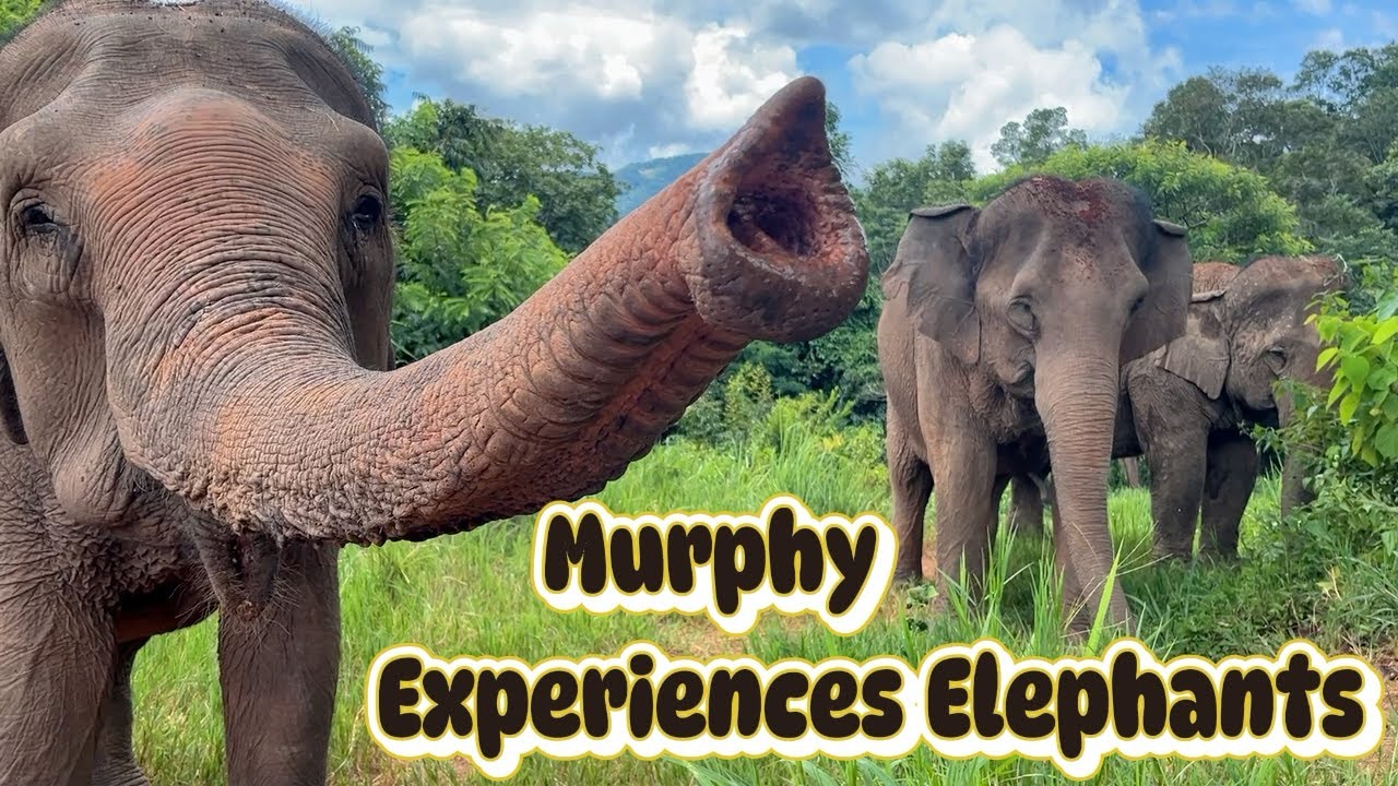 The BEST Elephant sanctuary in Chiang Mai Thailand NO RIDING | 2025