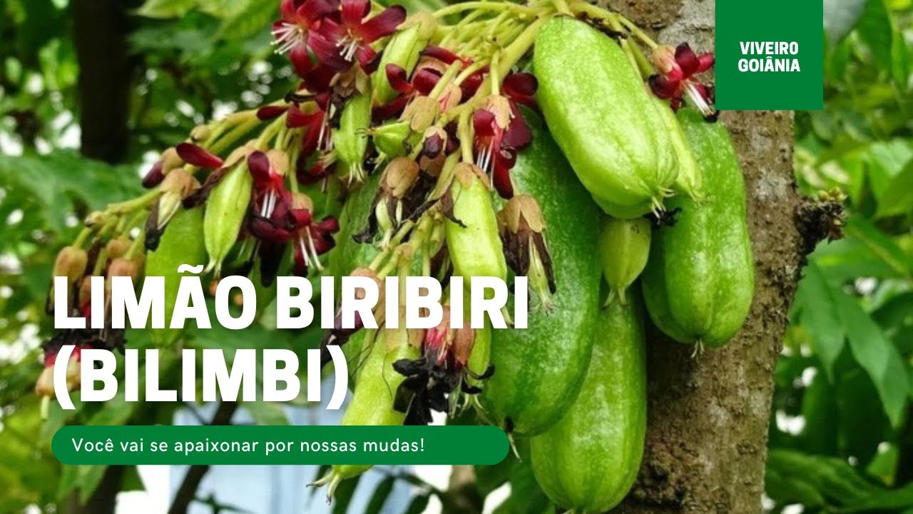 Mudas de Limão Biribiri ou Bilimbi
