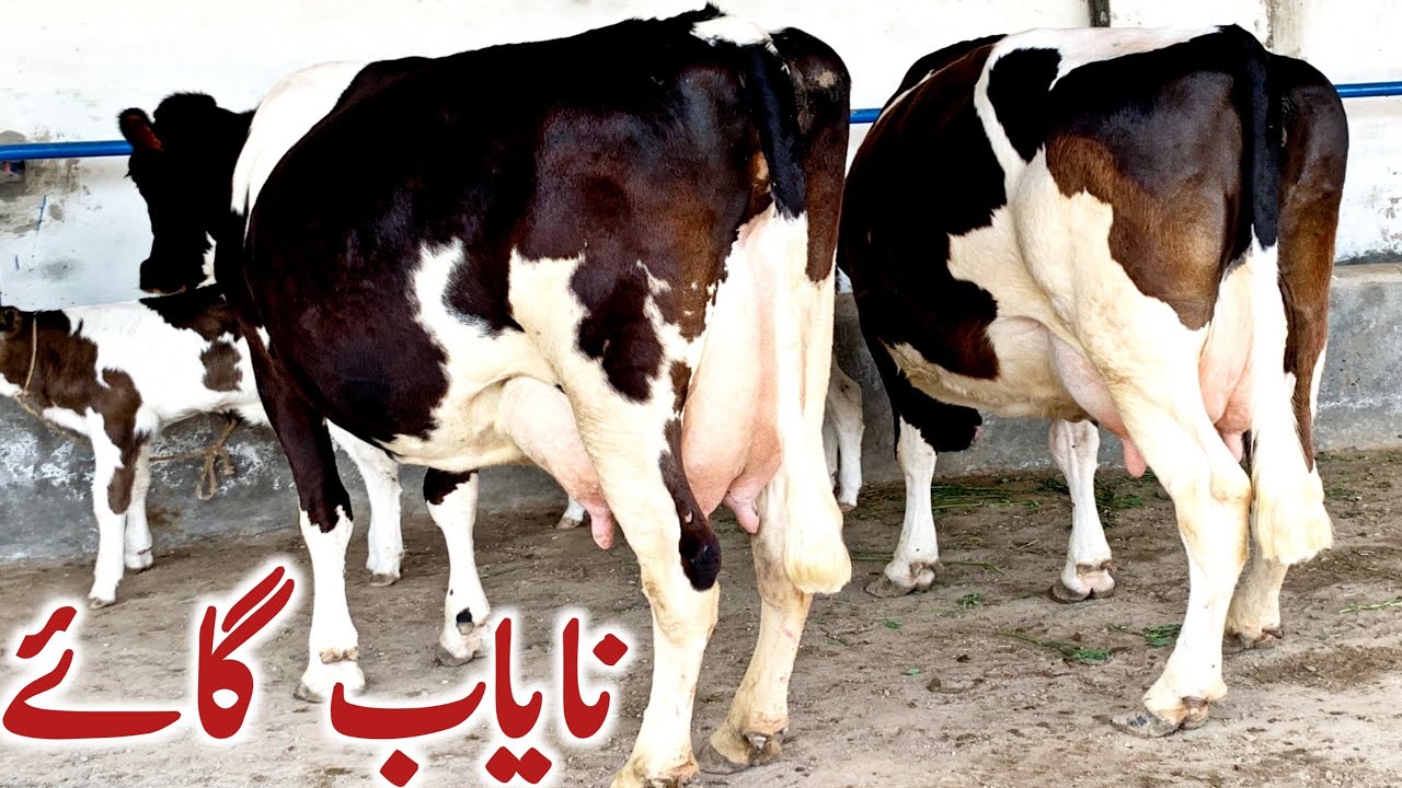 Salam Mandi Bhalwal Dairy Cattle Hiefers Holstein Friesian Cattle || Dairy Pakistan
