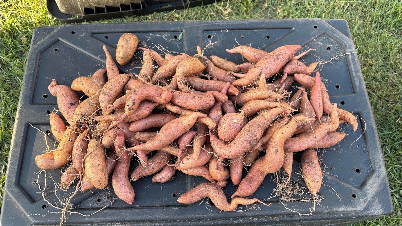 Sweet Potato Harvest (Beauregard)