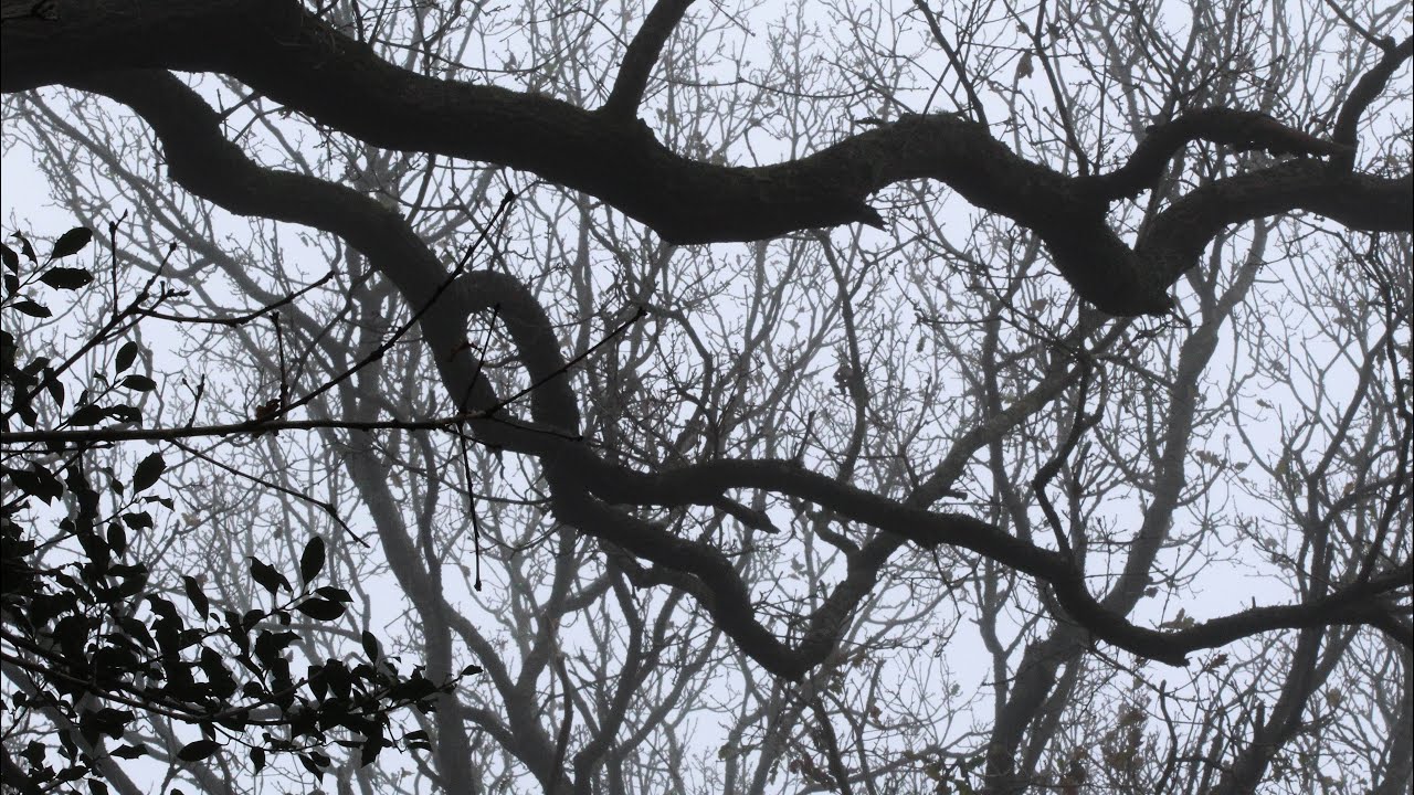 Foggy and frosty NYE in the New Forest 