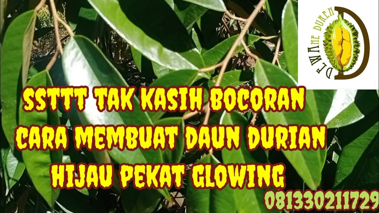 DEWAne Duren Beraksi - Ini Dia Caranya Membuat Daun Hijau Glowing ((