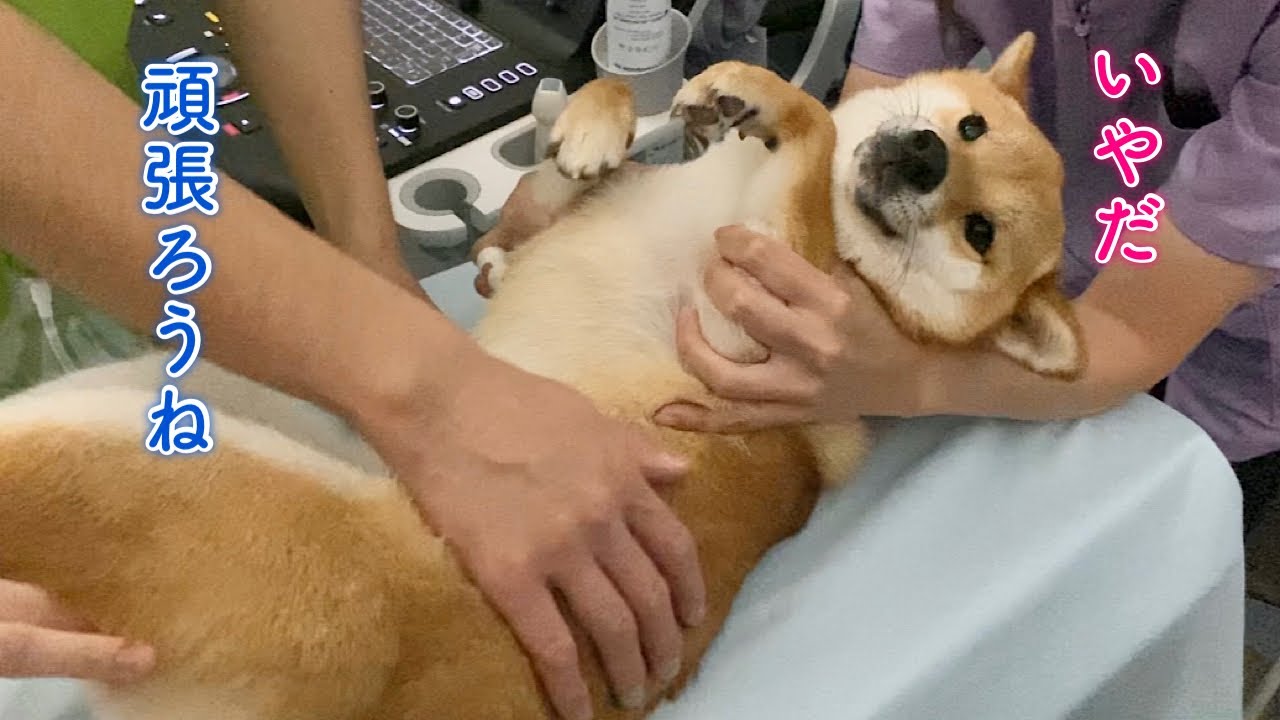 絶対に裏返しにされたくない柴犬が可愛い。病院で再検査頑張りました！
