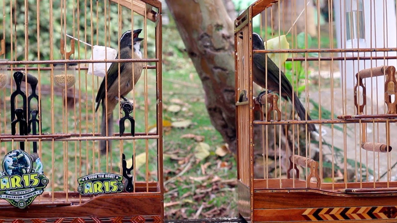 AQUELA DISPUTA DE TRINCA FERROS GAIOLA COLADA | AR15 VS MITO