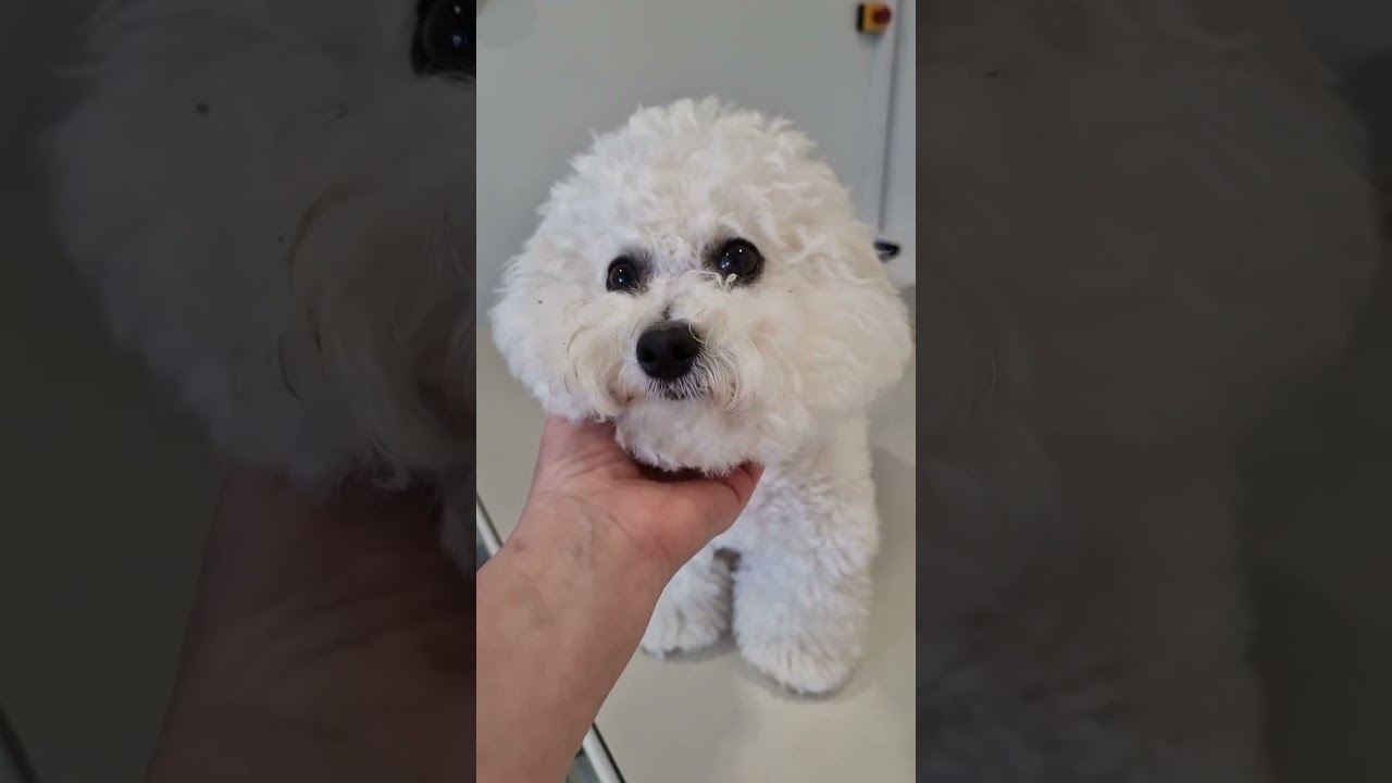 Обследование перед родами. Бишон фризе💓MICHELLE #передродамисуки #bichon_kp #Michelle_BrightStarDog