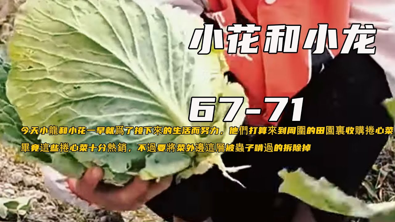今天小龍和小花一早就爲了接下來的生活而努力，他們打算來到周圍的田園裏收購捲心菜，畢竟這些捲心菜十分熱銷，不過要將菜外邊這層被蟲子啃過的拆除掉《小花和小龍》67-71