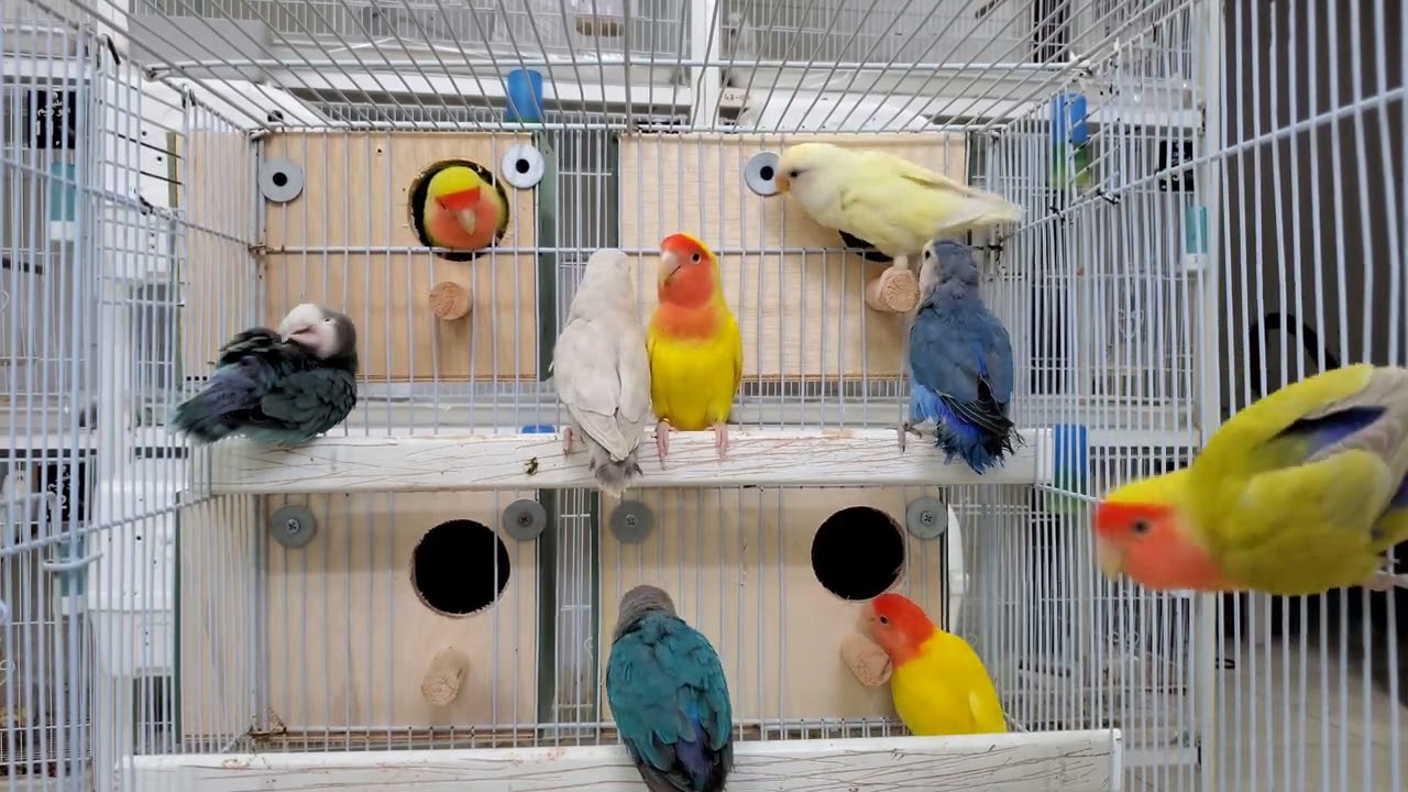 Nest box for lovebirds & sounds