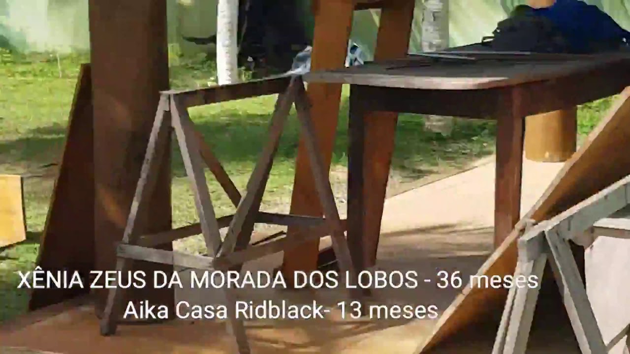 Rottweilers em treino de guarda territorial