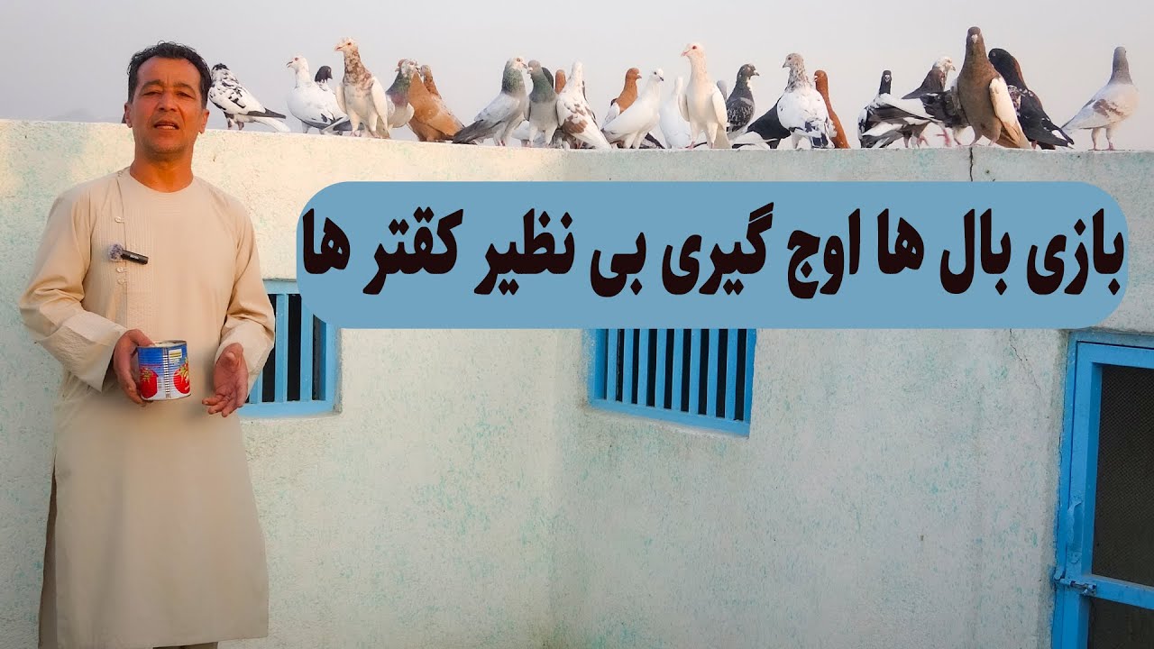 0337 / بازی  بال ها  اوج گیری بی نظیر کفتر ها / Afghan Shawqi