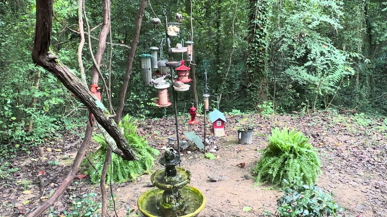 🦅”BIRDMANN OF FLORIDA & GEORGIA” 🦅BACKYARD BIRDS SANCTUARY IN MACON-BIBB CTY, GA TV FOR BIRD LOVERS