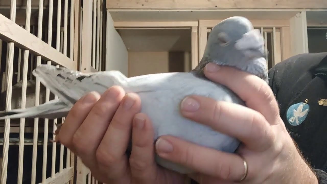 Ocena Standardu u gołębi pocztowych. Samczyk na 93,5 pkt😁. #racingpigeon #pigeonfancier