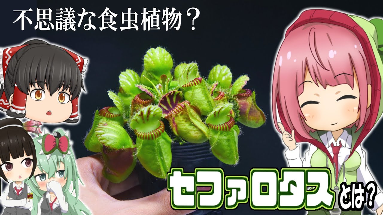 【ゆっくり解説】牙を持った食虫植物!? セファロタス フォリキュラリスとは? Cephalotus follicularis【食虫植物TV】