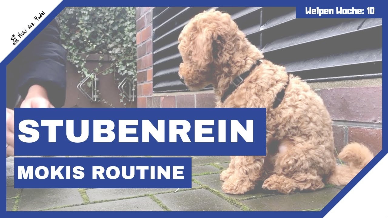 Moki's Routine zur Stubenreinheit - Zwergpudel Welpe 10 Wochen - poodle puppy house training