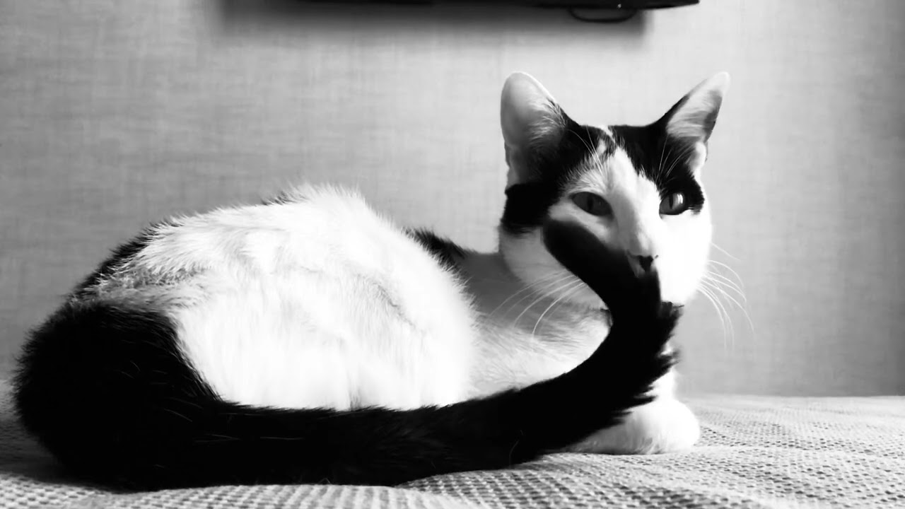 Cat Fafutsi in 2020 #catfamily #lovecats #streetcatrescue #catlovers 