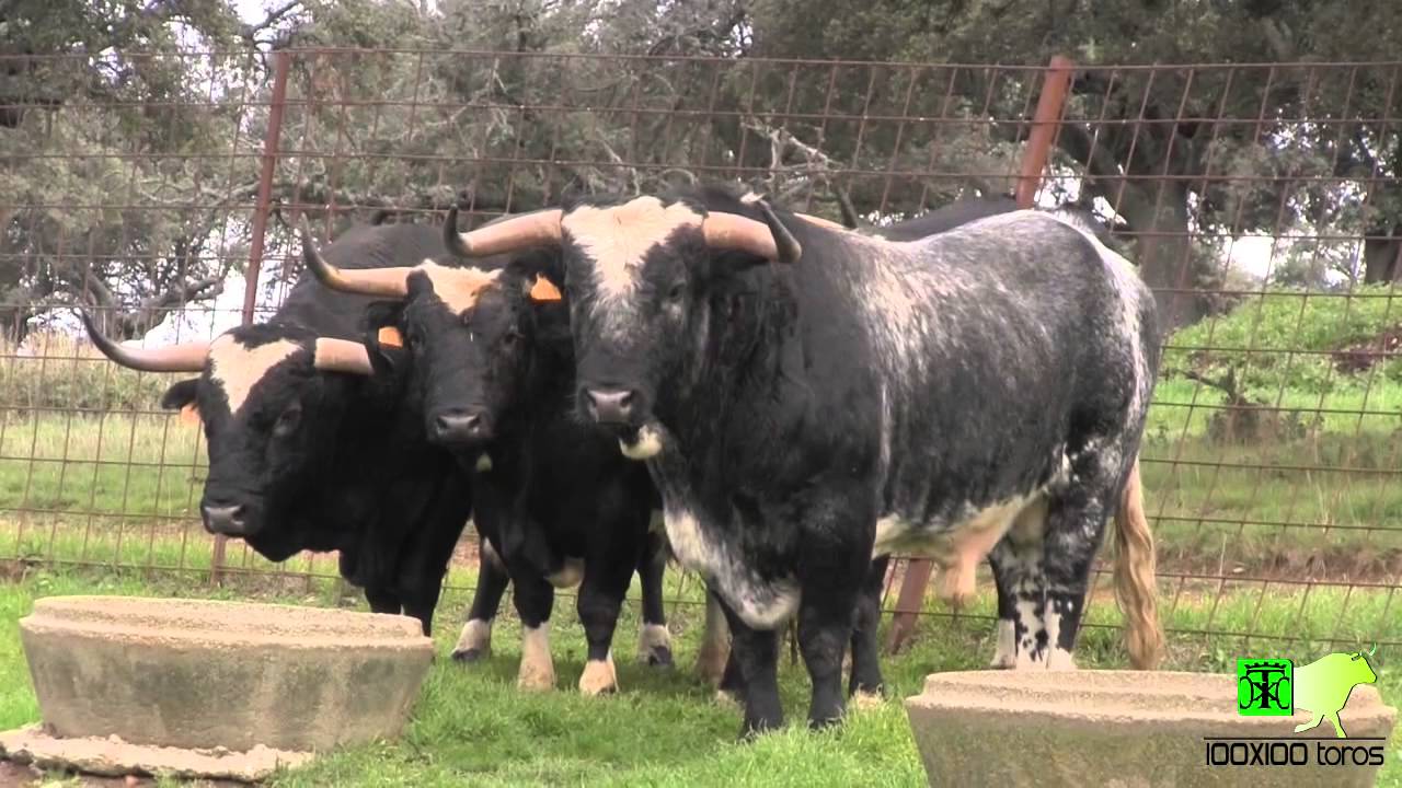 Ganaderia de Barcial Salamanca