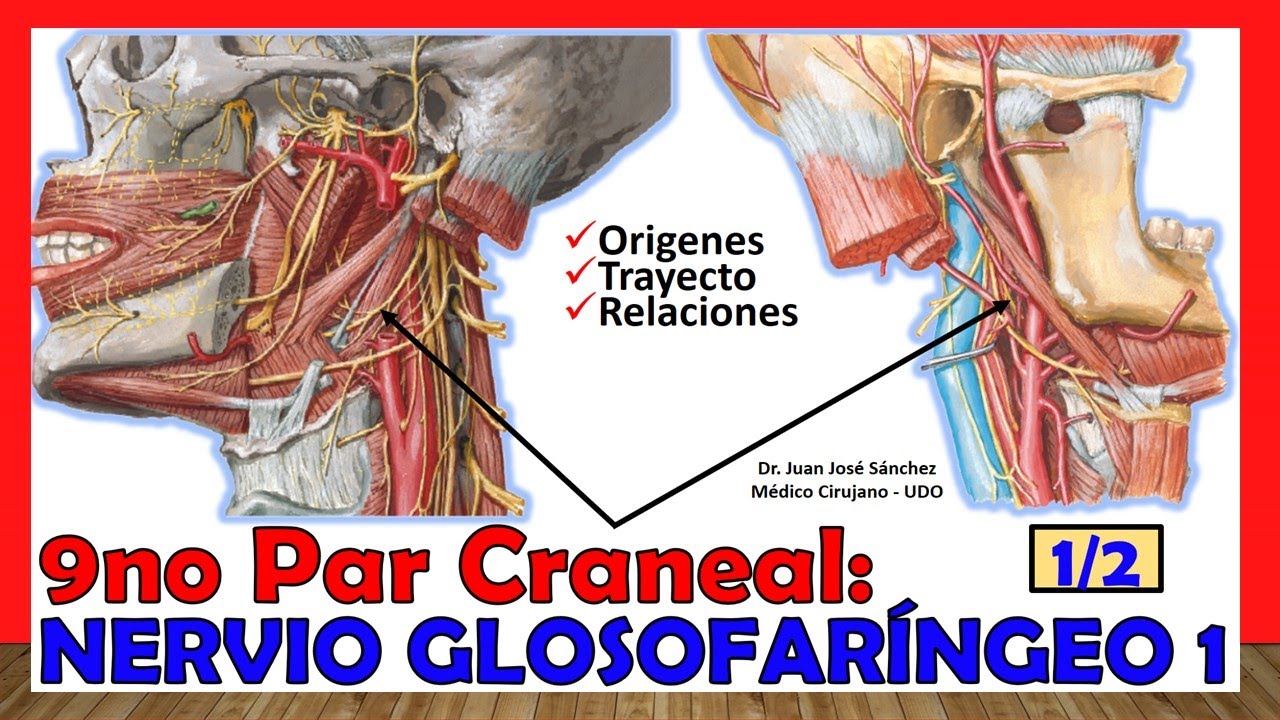 🥇 9no Par Craneal - NERVIO GLOSOFARÍNGEO 1/2 - (Origen, Trayecto, Relaciones) ¡Explicación Sencilla!