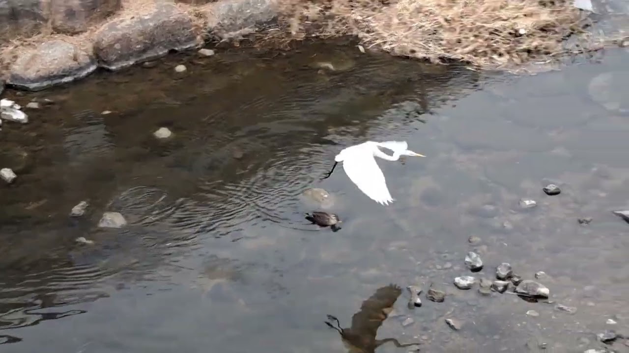 오리와백조