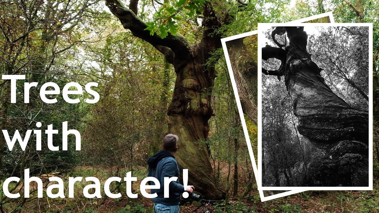 Woodland photography - photographing beautiful ancient trees with character!