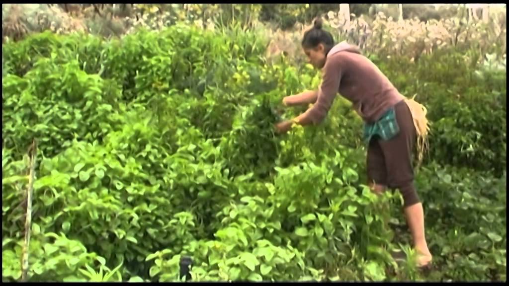 La huerta en La Libélula Permacultura Tenerife