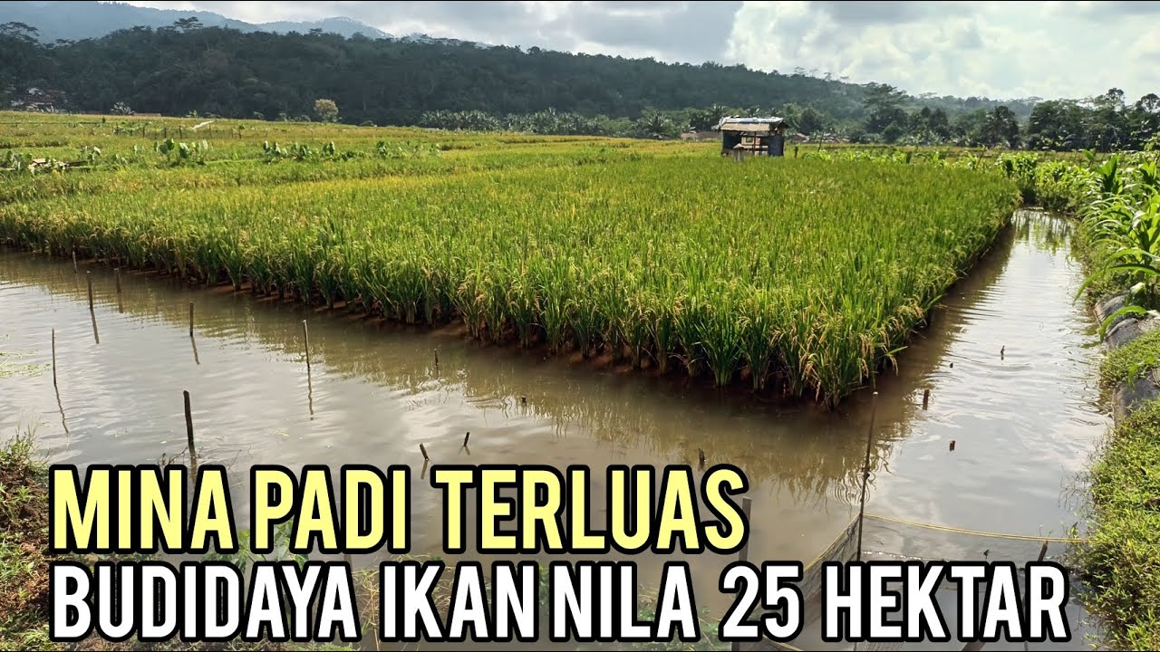 Sukses Budidaya Ikan Nila Sistem Minapadi 25 Hektar, Desa Ini Dijadikan  Percontohan Perikanan