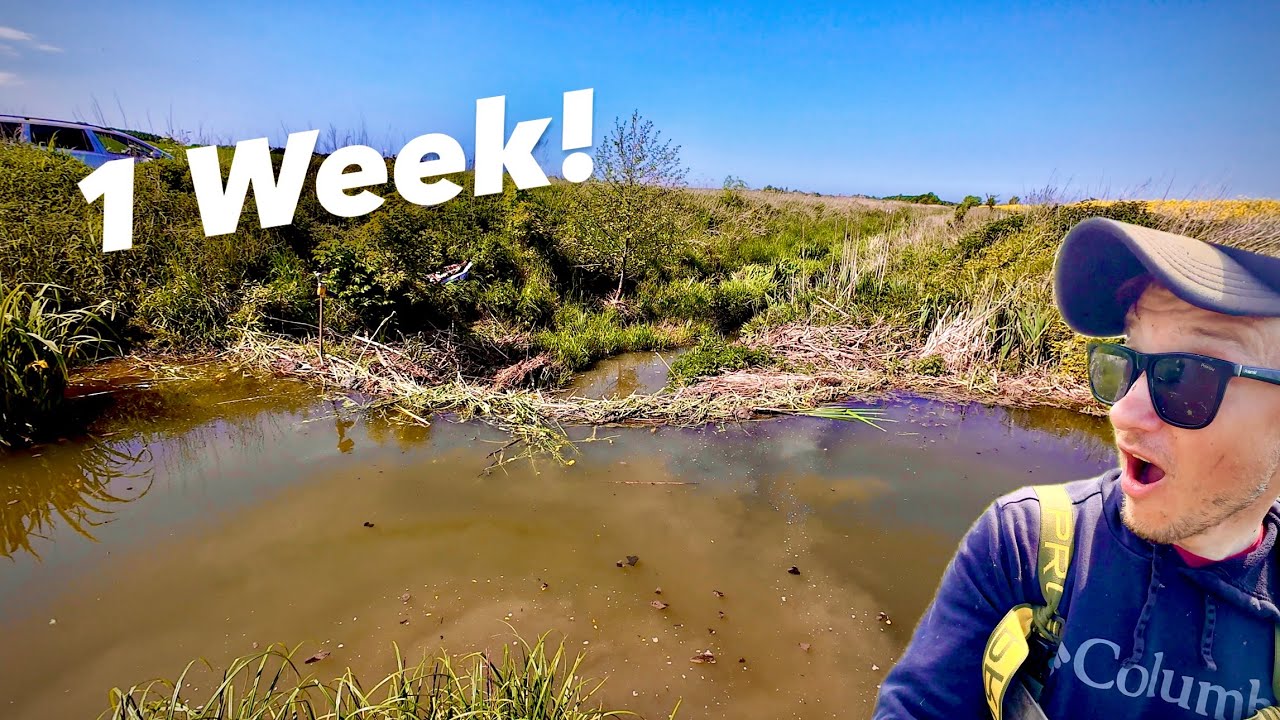 What Beavers Did In 1 Week?