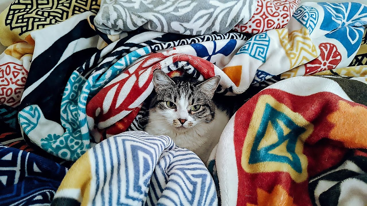 LIVE Calm Sleeping Cat on Sofa for Ultimate Comfort 🛋️ | Season 15
