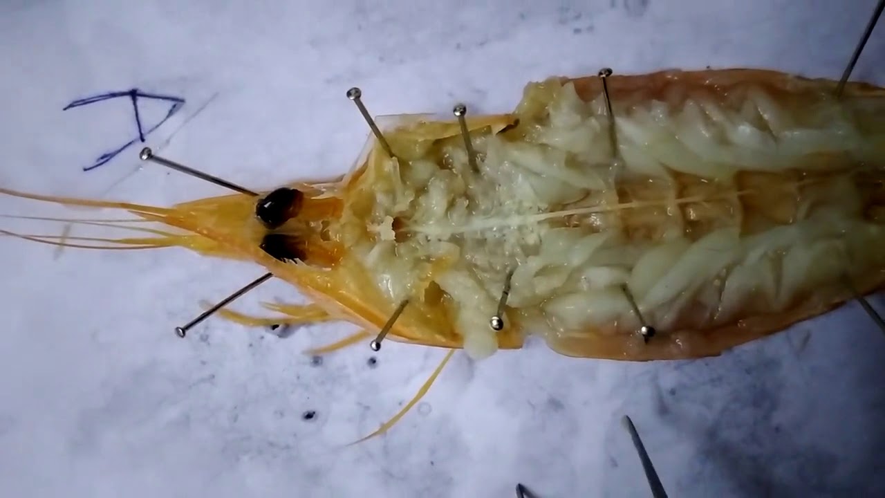 Prawn Nervous System 02
