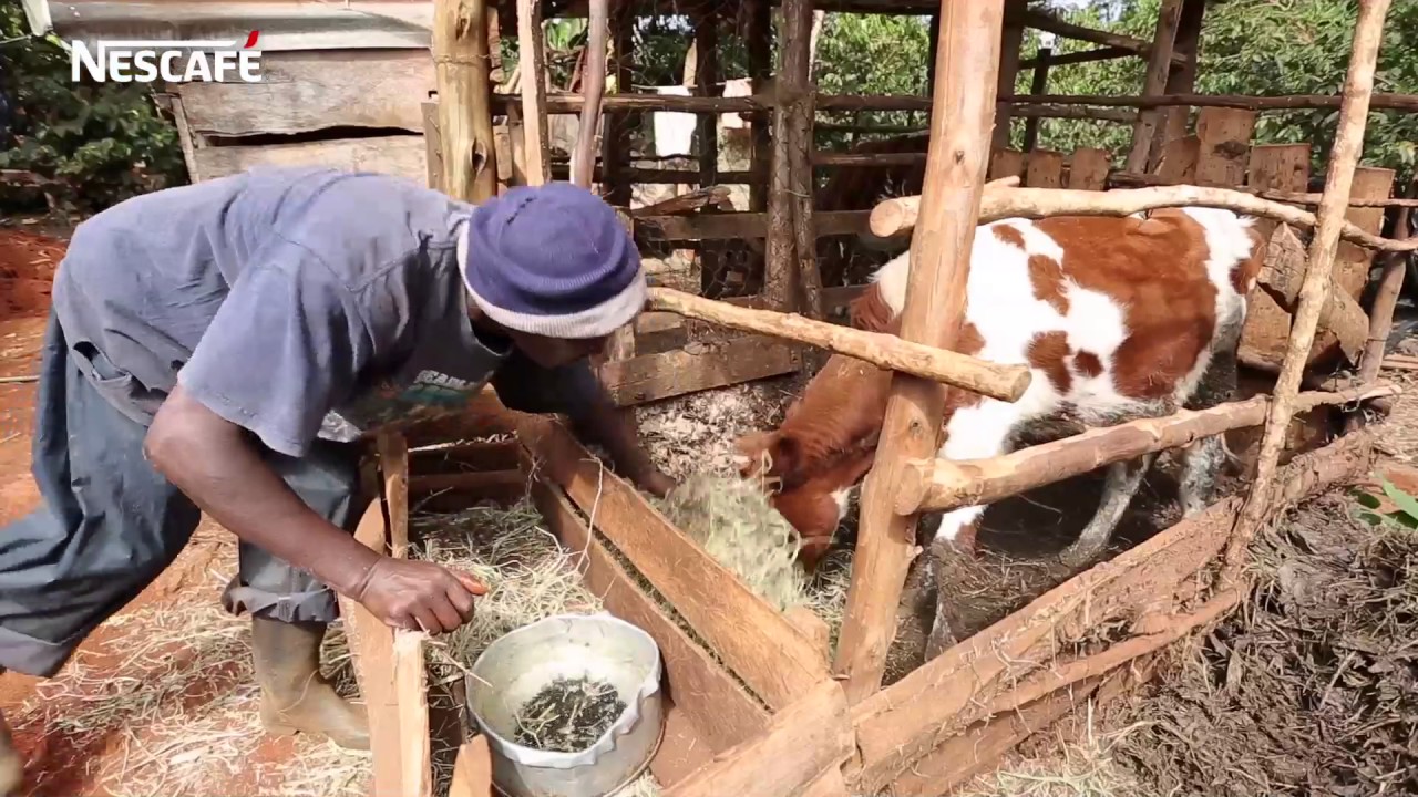 NESCAF&Eacute; PLAN Film 2017