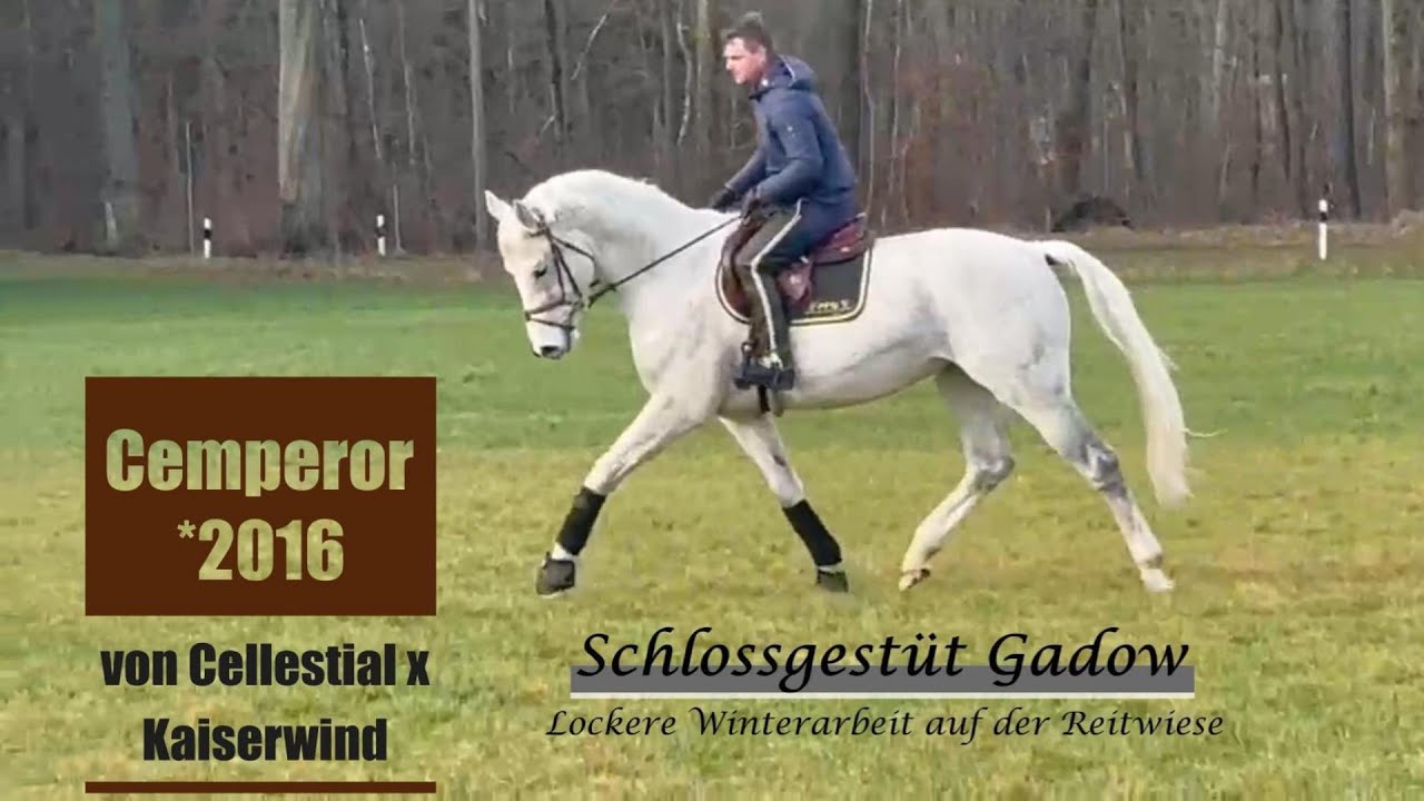 EIN HENGST AUF DEM WEG IN DIE ERSTE LIGA!