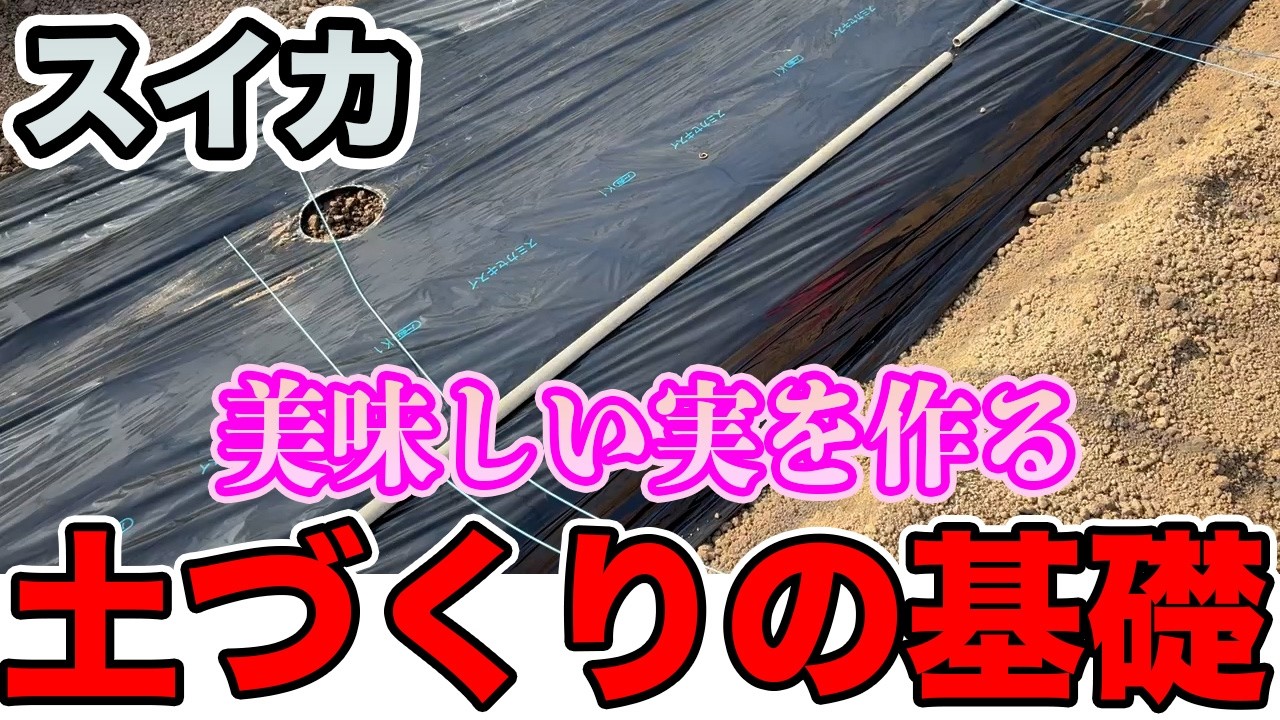 【スイカ】土づくりで美味しい実を作れるかどうかが決定します