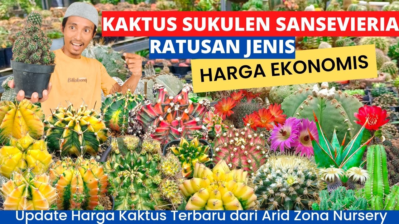 Ratusan Jenis Kaktus Sukulen Sansevieria Harga Ekonomis || Update Harga Kaktus 2024