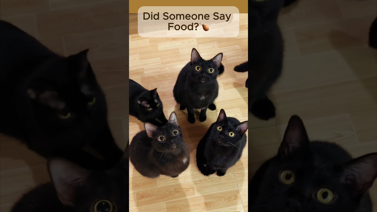 The Council of Cats is in session