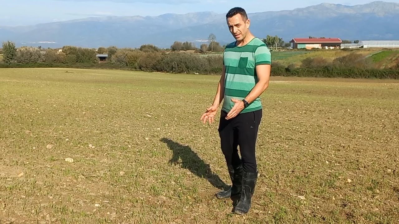 COMO A GERMINADO LA VEZA AVENA UNA SEMANA DESPUES DE SU SIEMBRA