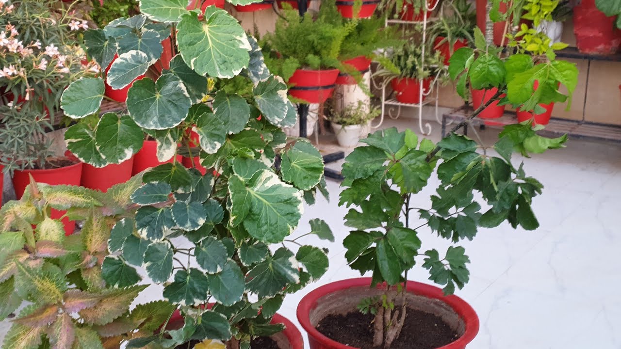 How to Grow and Care Aralia Plant in Summer || Fun Gardening