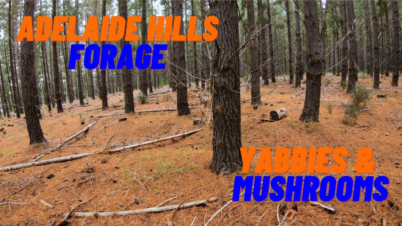 YABBIES & MUSHROOMS | Adelaide Hills | Fishing & Foraging South Australia