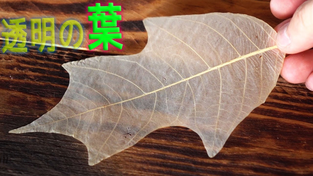 [DIY]透明な葉っぱ作ってみた！[スケルトンリーフ]