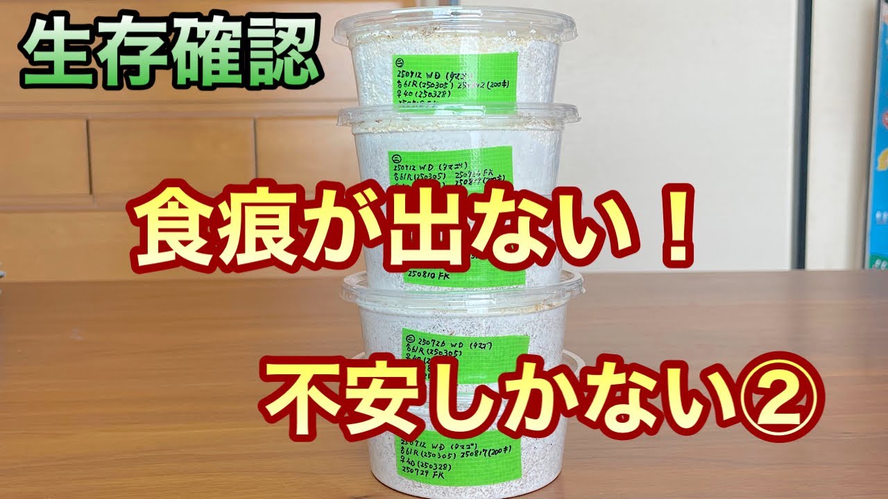 初令幼虫を菌糸に入れるときは十分注意して下さい！
