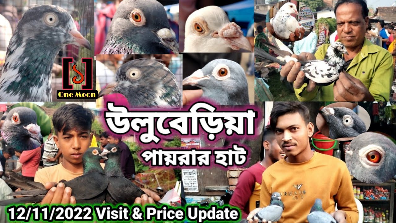 Recent Exotic Pigeon Price Update at Uluberia Pet Market 12/11/2022 | Uluberia Pet Market | One Moon