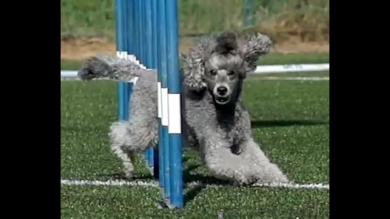 Agility Czech championship 2025 - SLOW MOTION MOVIE
