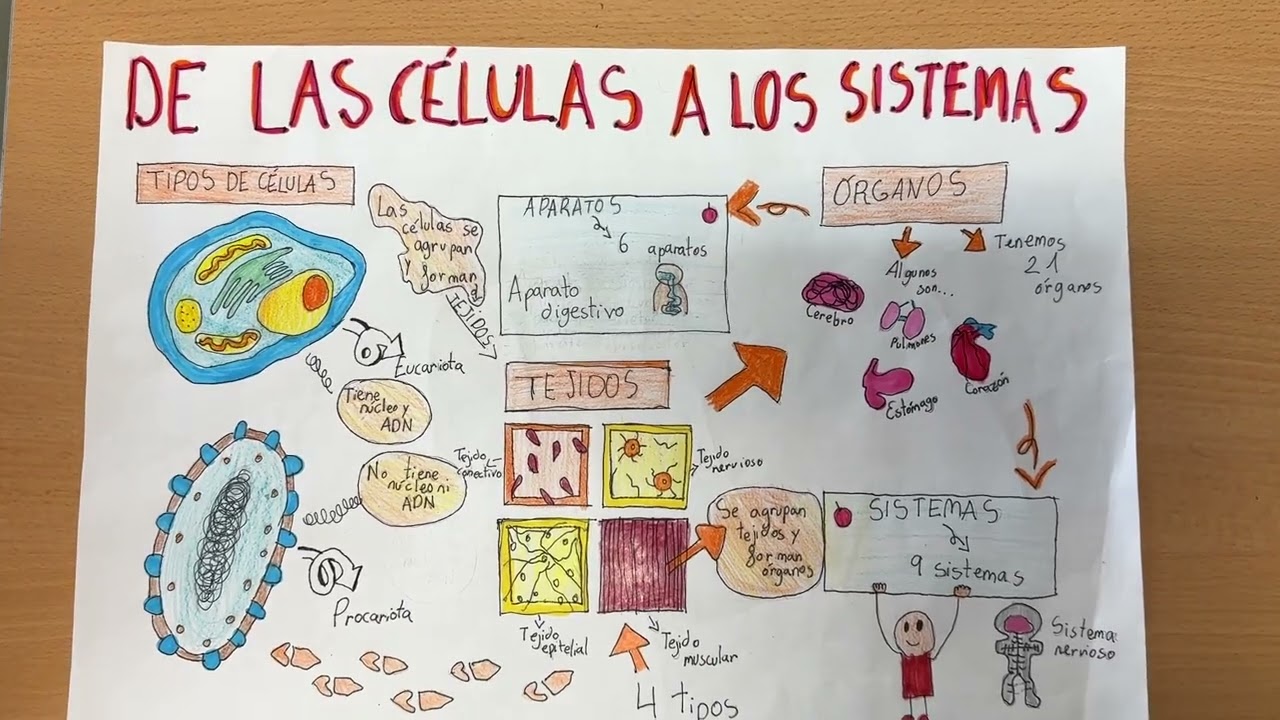 De las Células a los Aparatos y Sistemas