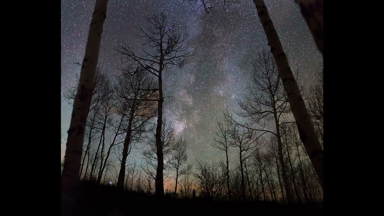 A short poem by Mary Oliver - Sleeping In The Forest