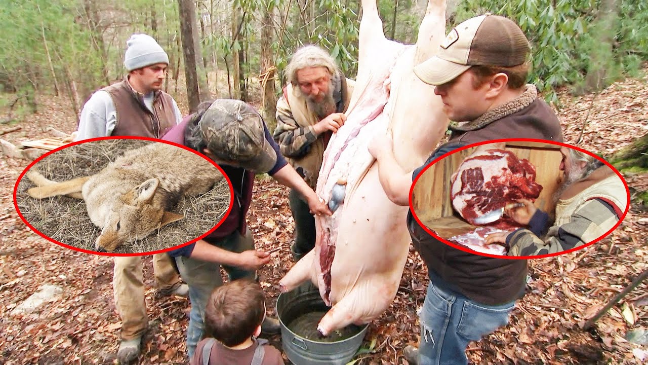 Coyotes Attacked The Livestock, So They Reluctantly Designed Traps To Capture Them.